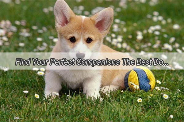 Find Your Perfect Companions The Best Dog Breeds for Home Living